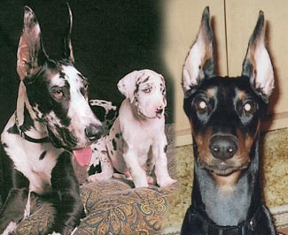 ear trim, Doberman Pinscher