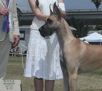 ear trim, Great Dane