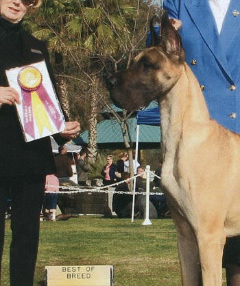 ear trim, Great Dane