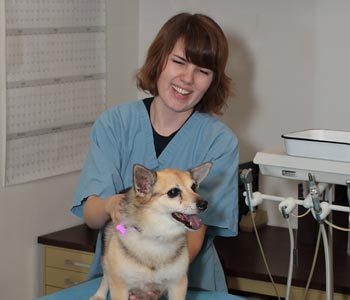 Veterinarian Assistant